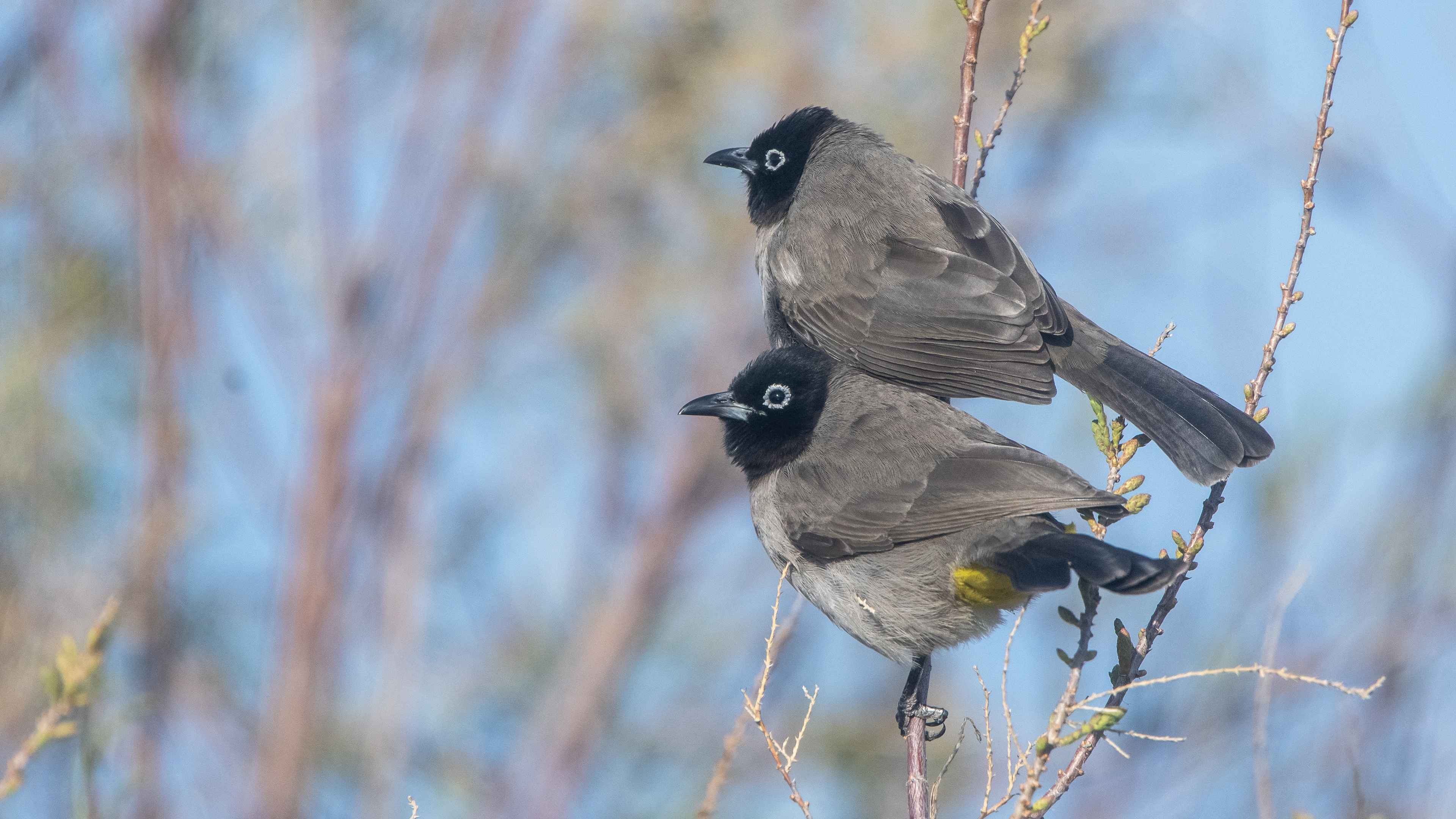White-spectacled Bulbul